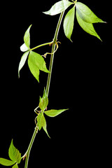 grape  leaves isolated