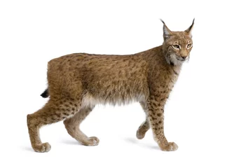 Fotobehang Lynx Euraziatische Lynx, lynx lynx, 5 jaar oud, staand, studio opname