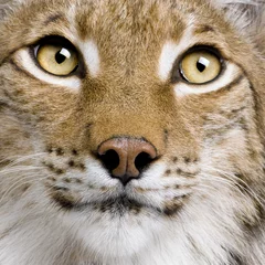 Gordijnen Close-up van Euraziatische Lynx, lynxlynx, 5 jaar oud, studioschot © Eric Isselée
