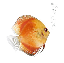Fire Red Discus fish, Symphysodon aequifasciatus,  studio shot