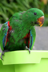 Junger grüner Papagei sitzt auf grüner Schüssel