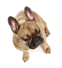 Fototapeta premium High angle view of French bulldog, studio shot