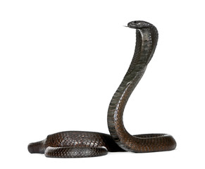 Fototapeta premium Egipska kobra, Naja Haje, zdjęcie studyjne