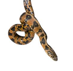 Green Whip Snake, Hierophis viridiflavus, studio shot
