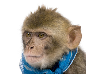 Young Barbary Macaque, Macaca Sylvanus, 1 year old, studio shot
