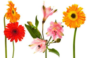 freshness flowers