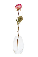 dry rose in the vase