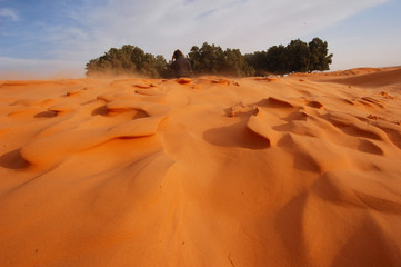 Desert and Trees