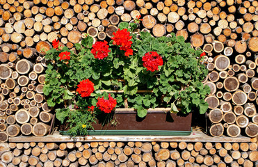 Fiori e legno
