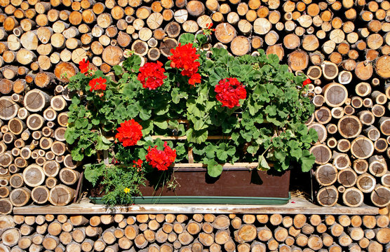 Fiori e legno