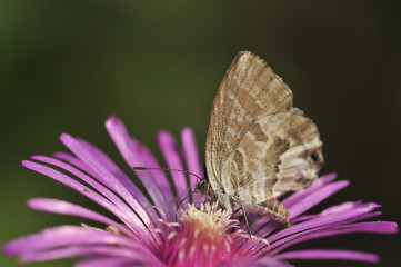 Leptotes pirithous