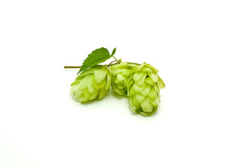 Crop of hop