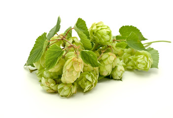 Crop of hop