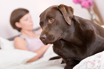 Shot of a Handsome Labrador Alert in Owner's Bed