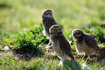 Burrowing owls