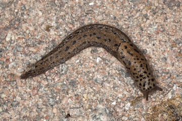 Leopard slug (Limax maxius) crawling on rock.