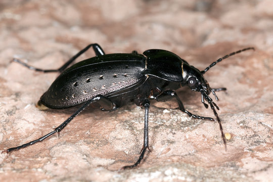 Ground beetle (Carabus hortensis). Extreme close-up.