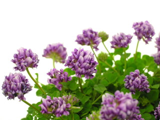 Trifolium burchellianum