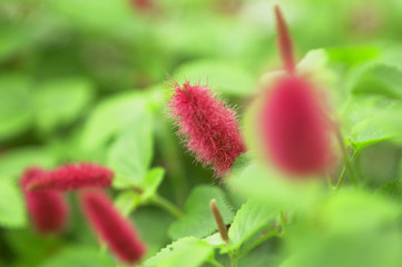 キャットテール