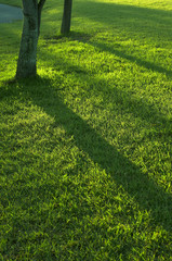 芝生と木の影