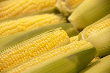 トウモロコシ