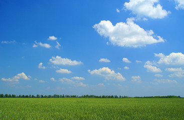 Fototapeta premium Landscape with green wheat's field (horizontal shot)