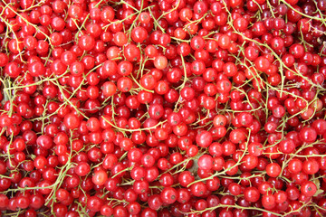 Red currants