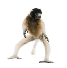 Young Crowned Sifaka, Propithecus Coronatus, 1 year old, dancing