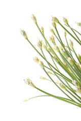 Garlic Flower Buds Background