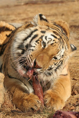 Tiger eating meat in the wild
