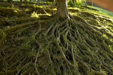 樹木の根