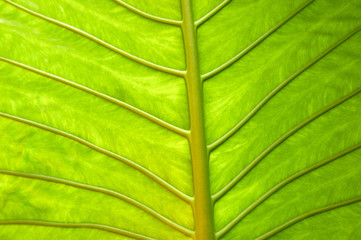 バナナの葉