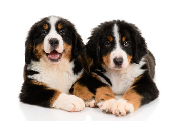 Two berner sennenhund puppy on a white background