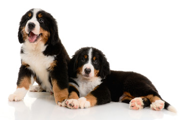 Two berner sennenhund puppy on a white background