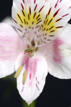 Orchid in blossom