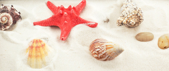 Fototapeta na wymiar red starfish and shells on white sand