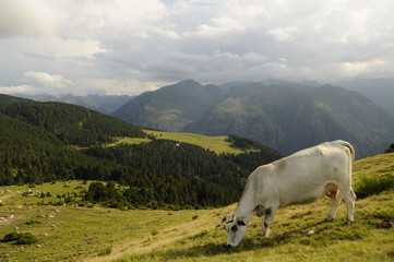 Fototapeta na wymiar vache en Ariege