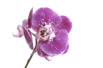 Fototapeta na wymiar A purple orchid in bloom
