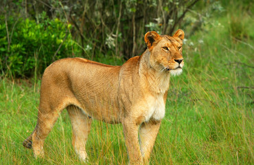 Naklejka premium Wild african lioness