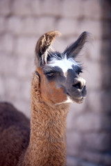 lamas - Atacama, Chile. © Yoann Combronde