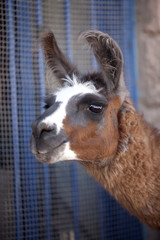lamas - Atacama, Chile. © Yoann Combronde