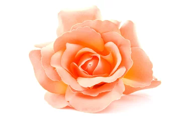 Fototapete Rosen eine seidenorange Rose auf weißem Hintergrund