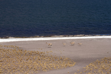 Lagunas Miscanti and Meniques in Atacama desert near Andes.