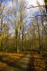 Obraz premium Allée forestière en forêt