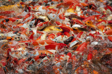 Obraz na płótnie Canvas Rój goldfish, koi