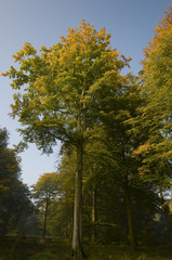 Naklejka premium La forêt en automne