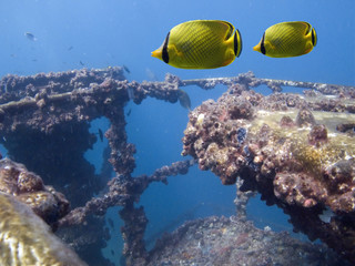 Obraz premium ButterflyRailing