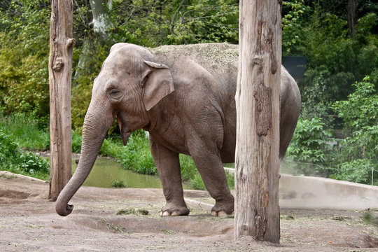 Femmina Di Elefante