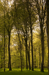 Les hêtres magnifiques de la forêt