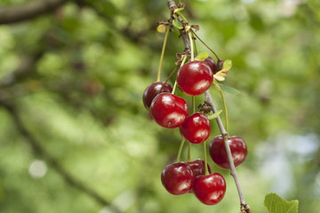 Frische Kirschen
